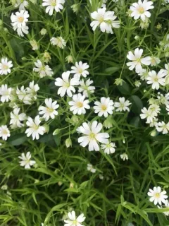 greater stitchwort thumbnail 2