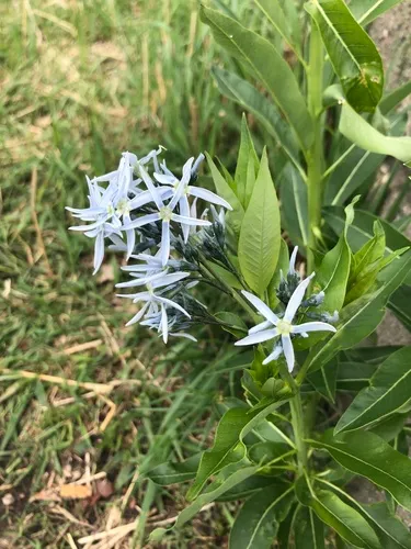Fringed Bluestar