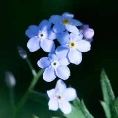 Wood Forget-me-not thumbnail 3