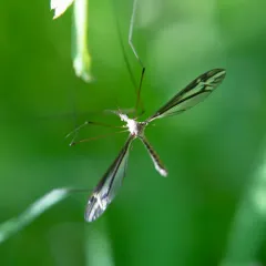 Tipula furca thumbnail 3