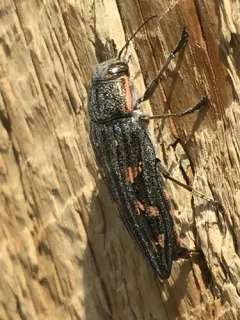 Nutall's Buprestid Beetle thumbnail 4