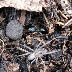 Barn Funnel Weaver thumbnail 2