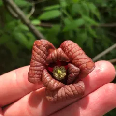 common pawpaw thumbnail 1