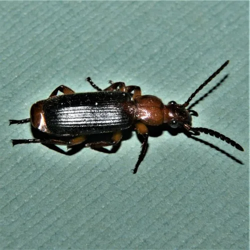 Helluomorphoides nigripennis
