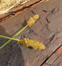 dense sedge thumbnail 2