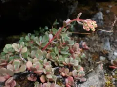 Smith River stonecrop thumbnail 2