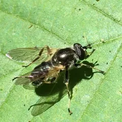 Common Wood Fly thumbnail 2