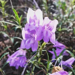 Bush Penstemon thumbnail 4