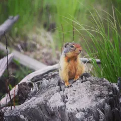 Columbian Ground Squirrel thumbnail 3