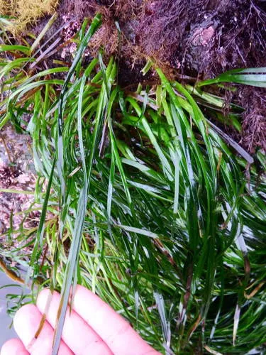 Serrulate Surfgrass