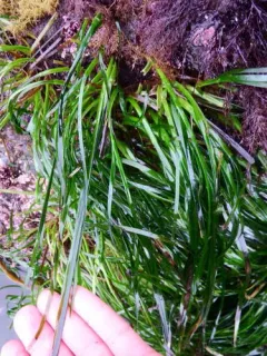 Serrulate Surfgrass thumbnail 1