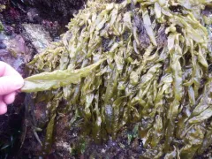 Dactylosiphon bullosus thumbnail 2