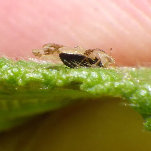 Corythucha bellula
