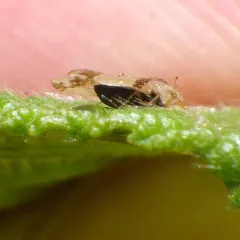 Corythucha bellula thumbnail 1