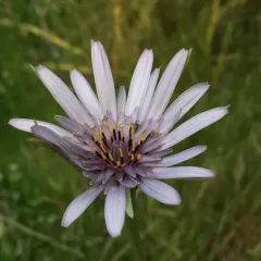 purple salsify thumbnail 3