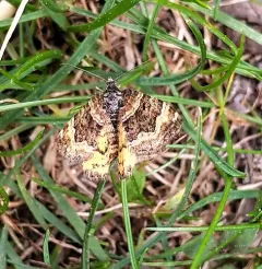 Orange-winged Carpet thumbnail 1