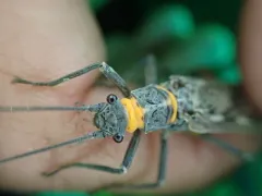Midwestern Salmonfly thumbnail 2