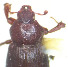Keen's Stag Beetle thumbnail 1