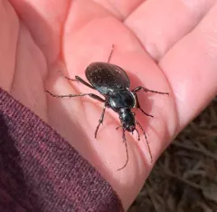 Carabus goryi thumbnail 2