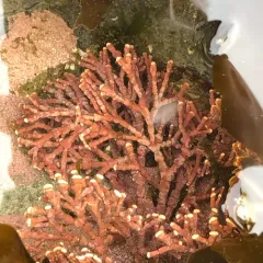 Calliarthron tuberculosum thumbnail 2