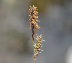 blue sedge thumbnail 3