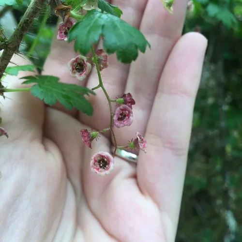 swamp currant