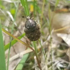 Bumble Flower Beetle thumbnail 2