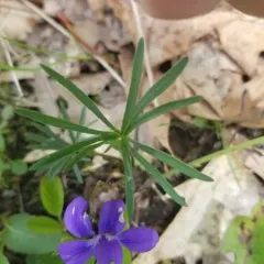 Prairie Violet thumbnail 4