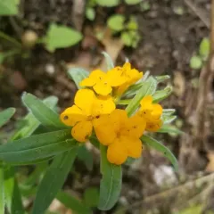 hoary puccoon thumbnail 3
