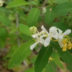 Morrow's honeysuckle thumbnail 3