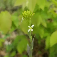 Tower Mustard thumbnail 2