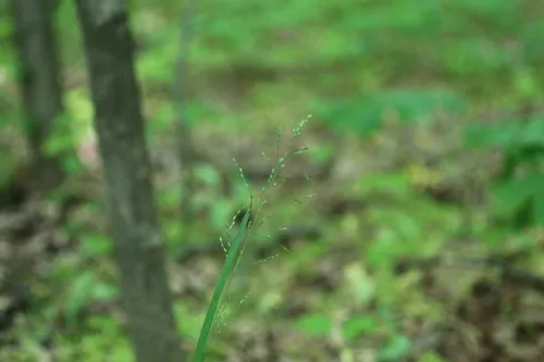 Woodland Bluegrass
