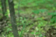 Woodland Bluegrass thumbnail 1