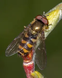 Common Bristleside thumbnail 3