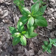 virginia stickseed thumbnail 3