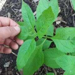 sweet Joe-Pye-weed thumbnail 3