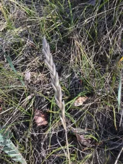 thickspike wheatgrass thumbnail 2