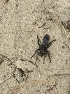 Cyrtopogon bimaculus thumbnail 3
