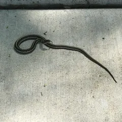 Plains Garter Snake thumbnail 2