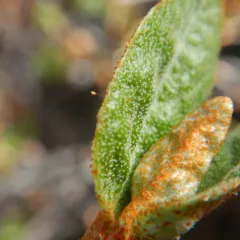 Bactericera shepherdiae thumbnail 2