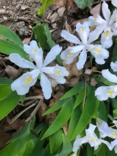 dwarf crested iris thumbnail 2