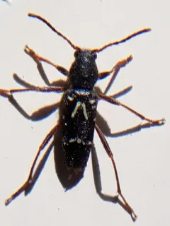 Clytus canadensis thumbnail 4
