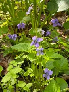 marsh blue violet thumbnail 5