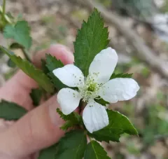 Common Dewberry thumbnail 2