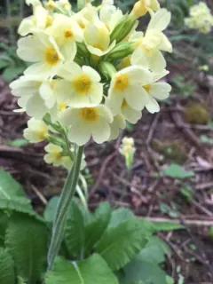 Oxlip thumbnail 4