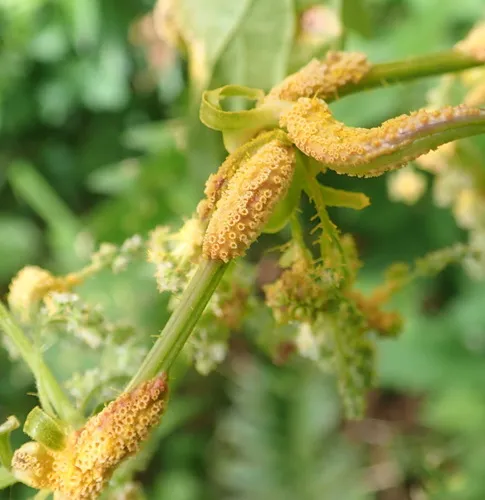 Nettle Clustercup Rust fungus