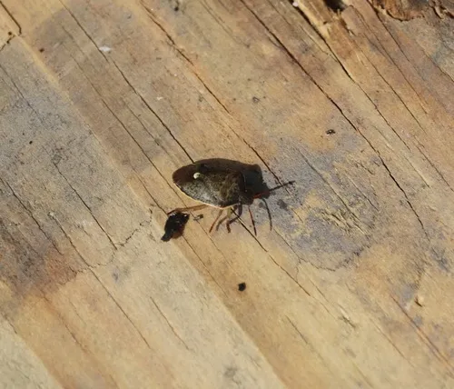 Pale-edged Pentatomid