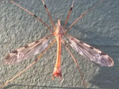 Tipula macrolabis thumbnail 2