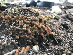Standley's Spikemoss thumbnail 1