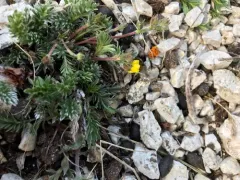 Sheep Cinquefoil thumbnail 1